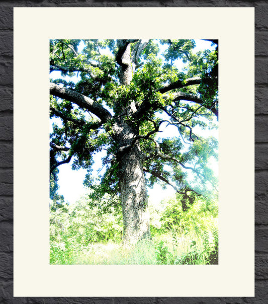 Oklahoma Oak Tree No. 1