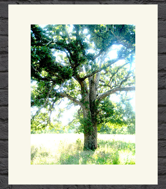Oklahoma Oak Tree No.2