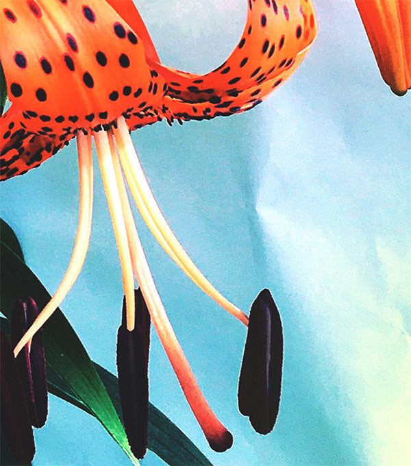 Dotted Tiger Lily